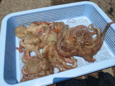 <p>向井様　旧一文字3番周辺　タコエギで新子タコ🐙</p>