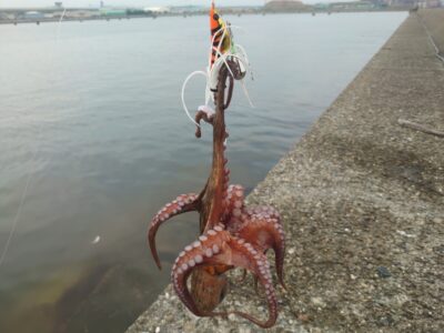 <p>Mr.プリン体様　中波止3番内向き　アズーロ・蛸電（タコベイト+イワシ油）で新子タコ🐙</p>