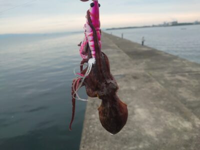 <p>釣れないタマ　旧一文字カーブ外向き　アズーロ・蛸電（タコベイトチューン+イワシ油）で新子タコ🐙7時頃ちょっとやって2つ釣れました♪</p>