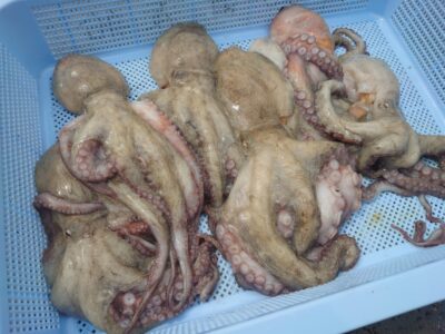 <p>れもん様　中波止3番　タコエギでタコ🐙内向きメインでの釣果♪</p>