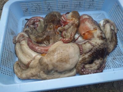 <p>宮本様　中波止2番　タコエギで新子〜良型タコ🐙</p>
