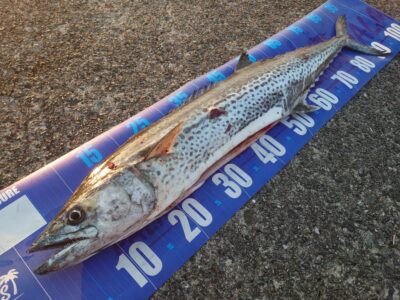 <p>照れ屋の匿名希望様　沖の北　メタルバイブでサワラ97cm！5時45分に表層早巻きでヒット！</p><p>今朝もベイトは沢山いました！でも潮が動かない…。</p>