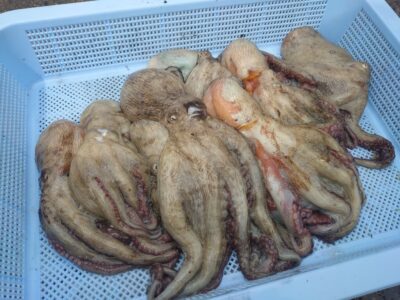 <p>坪井様　中波止3番　タコエギで新子タコ🐙</p>