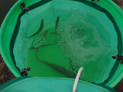 <p>沖の北内向き　足元サビキ　荒れ後で期待してたんですが、小サバばかり…。小アジは2匹…。</p>