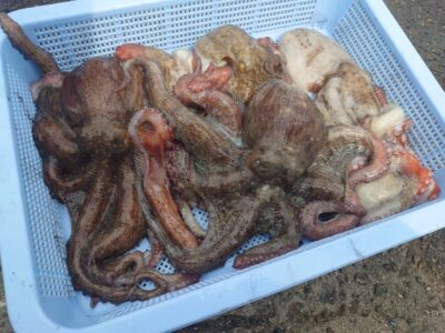 <p>向井様　中波止3番　タコエギで新子〜良型タコ🐙</p>