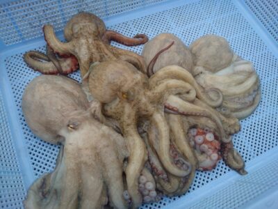 <p>しゅん君　沖の北内外両方　タコエギで良型タコ🐙</p>