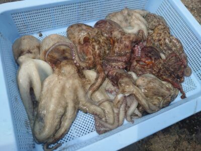 <p>にったこ様　中波止3番　タコエギで新子タコ🐙</p>