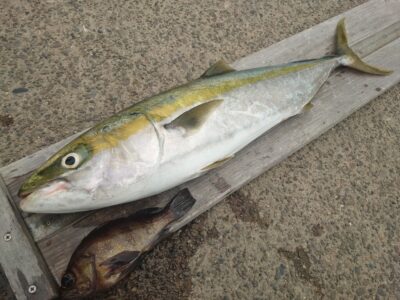<p>武山様　沖の北　飲ませ釣りでメジロ75cm！9時頃にヒット！</p>