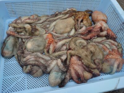 <p>白田様　旧一文字赤灯　タコエギで新子タコ🐙</p>