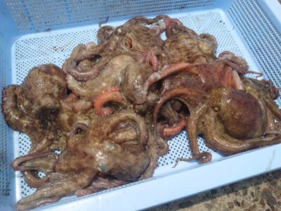 <p>森様　沖の北　オイルフェンス内側内向き　タコエギで新子タコ🐙</p>