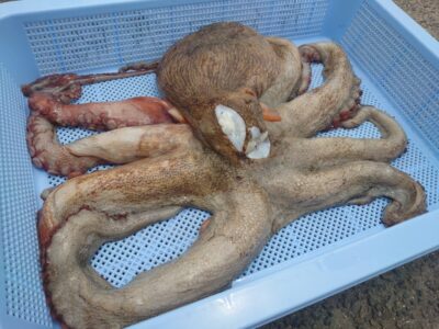 <p>村井様　旧一文字赤灯内向き　タコエギで大ダコ2.35kg！！！</p>