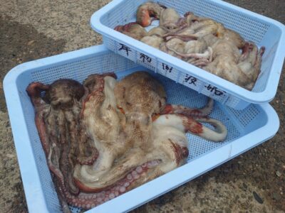 <p>kaya.様　中波止2番　タコエギで新子〜大ダコ1.75kg！</p><p>※中波止外向き　旧一文字内外　漁師の仕掛けが入ってます。引っかかっても引き上げたりしないでください。根掛かりもそうなんですが、道糸を掴んで振ったほうが外れます。</p>