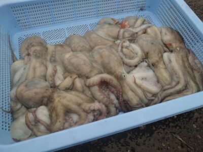 <p>パール高田様　旧一文字3番外向き　竿下タコジグで新子タコ14杯🐙</p>