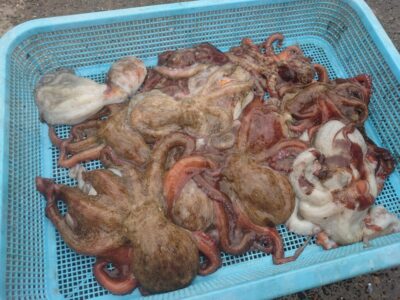 <p>やーたこ様　旧一文字カーブ〜3番　タコエギで新子タコ16杯🐙</p>