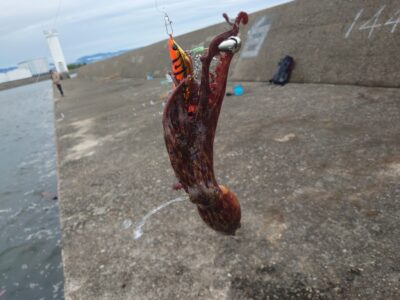 <p>旧一文字白灯内向き　蛸電タコエギで新子タコ4つ🐙竿下くらいのところであたりが多かったです。</p>