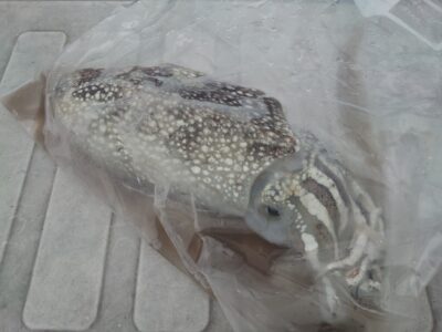 <p>杉さん。様　沖の北　サビキ釣りにまさかのシリヤケイカ！</p>