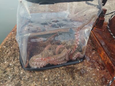 <p>村尾様　沖の北内向き　竿下タコジグで新子タコ🐙朝一ちょっと時合いがあったそうです。</p>