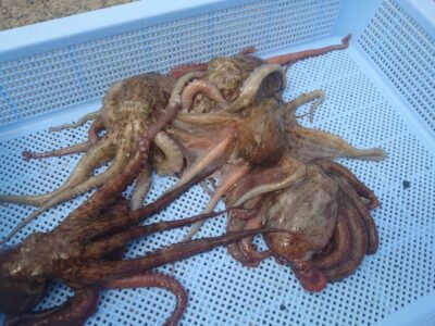 <p>ホワイト＆クリーン様　旧一文字カーブ〜白灯　タコエギで新子タコ🐙</p>