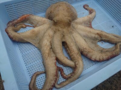 <p>⑨中村様　沖の北外向き　タコエギで大ダコ🐙1.7kg！！！</p><p>念願の大ダコ認定ステッカーゲットおめでとうございます♪</p><p>これでひまわり🌻さんにマウント取られずにすみますね♪</p>