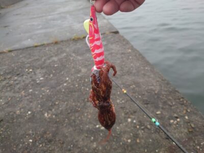 <p>釣れちゃうタマ　旧一文字カーブ内向き　タコエギで新子タコ🐙撮影後リリース</p><p>カーブ〜白灯→9時便までで釣ってる方はリリース含め11杯。でもほとんどタコジグサイズ。</p>