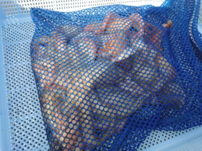 <p>亀本名人　旧一文字カーブ〜白灯　タコエギで新子タコ8つ🐙</p><p>朝の時合いはカーブ〜白灯がましな感じです。他のポイントでも新子は釣れてるんですが数が伸びない…。大ダコはどこでも出ますよ♪</p>
