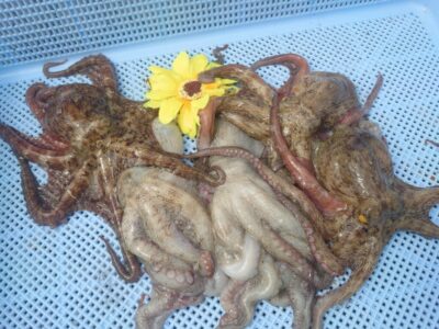 <p>ひまわり🌻様　旧一文字カーブ〜白灯　タコエギ＆竿下タコジグで新子タコ🐙ツ抜け♪小さいのはリリース♪</p><p>カーブ〜白灯は朝の時合いで新子を拾いやすい状況です。他のポイントはポツリポツリで特に時合い無く…。</p><p>大ダコはどこでも出る可能性あります。Mさんカーブ外向きで大ダコタモ入れバラし…悔しいですね…。</p>