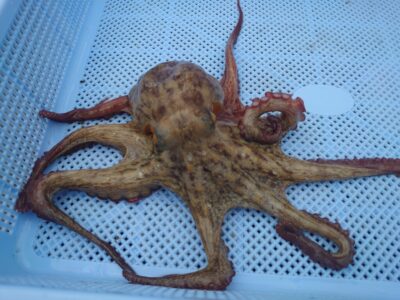 <p>ハンター高倉様　旧一文字を広く釣り歩いて新子タコ🐙リリースサイズも数匹。</p>