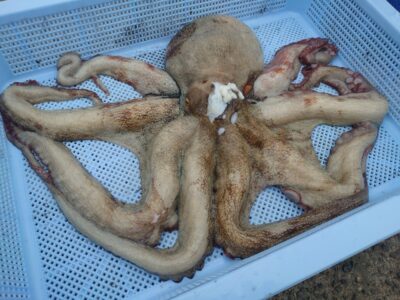 <p>氏川様　旧一文字赤灯　タコエギで大ダコ1.61kg🐙新子も3つ♪</p>