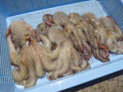 <p>タコレンジャー様　旧一文字カーブ〜白灯＆移動して沖の北　タコエギで新子タコ🐙良型は沖の北で♪</p>