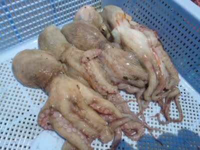 <p>カラミマン様　旧一文字カーブ〜白灯　タコエギで新子タコ🐙</p>