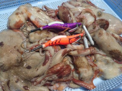 <p>上垣内様　旧一文字カーブ〜白灯　メジャクラ・蛸乗りジョニーで新子タコ🐙</p><p>赤灯移動後に外向き遠投でも追加できたそうです。</p>