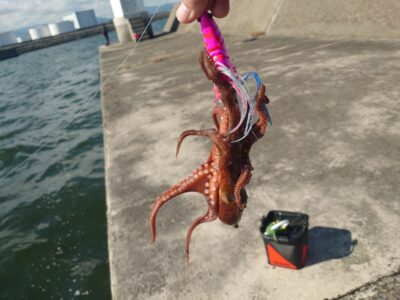 <p>旧一文字白灯内向き　アズーロ・蛸電（タコベイトチューン）で新子タコ🐙</p>