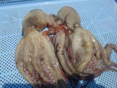 <p>久ダコ様　旧一文字カーブ〜白灯　タコエギで新子タコ🐙早朝アタリが連発するものらず…→針が折れてた…。なんてこった。</p><p>針先が曲がる事もよくありますのでシャープナーは必須ですよ！マックスに売ってます。</p>