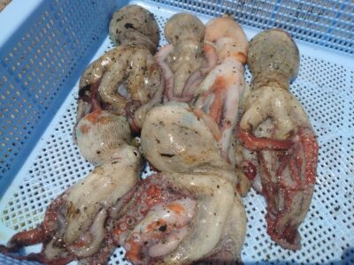 <p>前年大ダコダービーチャンピオン前田様　旧一文字カーブ〜白灯　タコエギで新子タコ🐙</p><p>「まだ本気出してないんで…これからですよ」とコメントいただきました♪</p>