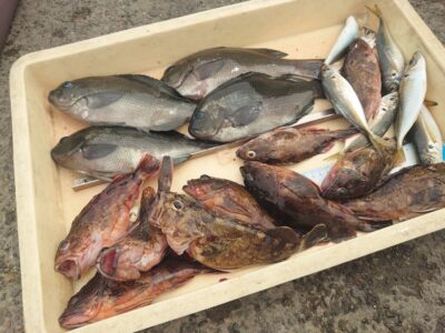 <p>川原鮮魚店様　沖の北　エビ撒き釣りでグレ・ガシラ・アジ！</p>