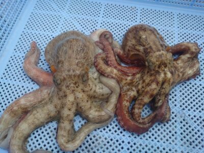 <p>久だこ様　旧一文字カーブ〜白灯　タコエギで新子タコ🐙大ダコバラし…。</p>