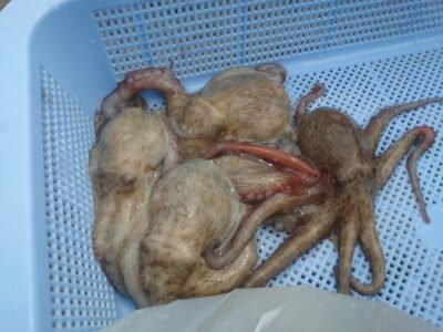 <p>マーバン藤本様　旧一文字白灯　タコエギで新子タコ8つ🐙</p>