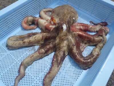 <p>竹村様　旧一文字赤灯内向き　タコエギでタコ1.25kg🐙新子は1つだけだったそうです。</p>