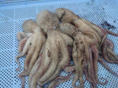 <p>小林様　旧一文字カーブ〜白灯　タコエギで新子タコ🐙</p>