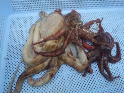 <p>藤岡君（タコ釣り2回目）　旧一文字カーブ〜白灯　アズーロ・蛸電で新子タコ🐙</p><p>今日も朝の時合い直後に満潮でちょっと渋めでした。</p>