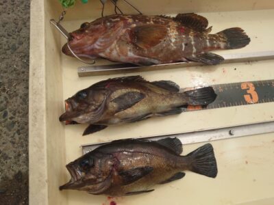 <p>中村様　沖の北外向き　エビ撒き釣りでアコウ＆良型メバル！</p>