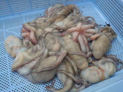 <p>タコ村様　旧一文字カーブ〜白灯　タコエギで新子タコ🐙</p>