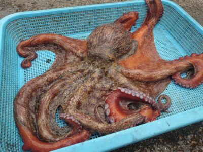 <p>大ダコハンター松村名人　沖の北　長竿+竿下タコジグで大ダコ1.92kg🐙9時半頃にヒット！</p><p>前回は2.4kg♪これで2匹合計4.32kg！ハイレベルな戦いになってきました！</p>