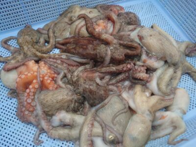 <p>合田様　旧一文字カーブ〜白灯　タコエギで新子タコ🐙ツ抜け達成♪</p>