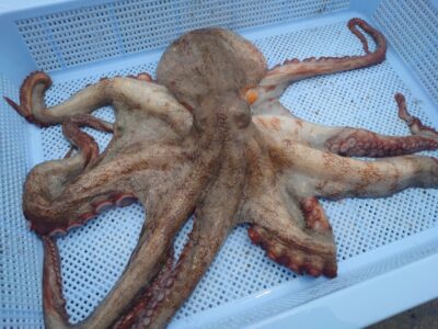 <p>木村様　旧一文字カーブ内向き　タコエギで良型タコ1.29kg🐙新子も4つ♪</p>
