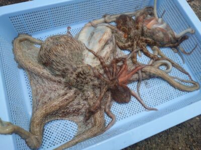 <p>ジュンジー様　旧一文字カーブ　タコエギで新子と1.05kg🐙大きいのは下げに入ってからの11時頃に釣れたそうです♪</p>