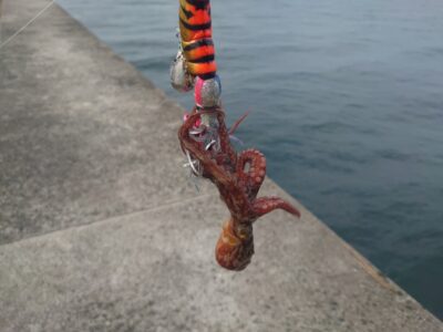 <p>沖の北外向き　アズーロ・蛸電（タコベイトチューン+イワシ油）で新子タコ🐙撮影後リリース</p>