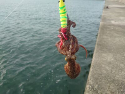 <p>沖の北内向き　アズーロ・蛸電（タコベイトチューン+イワシ油）で新子タコ🐙内向きで3つ釣れました。東風があたって活性が高いのか落ち抱きのアタリもありました。</p>