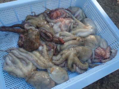 <p>山内君　旧一文字カーブ〜白灯外向き　竿下タコジグ＆タコエギで新子タコ🐙</p>