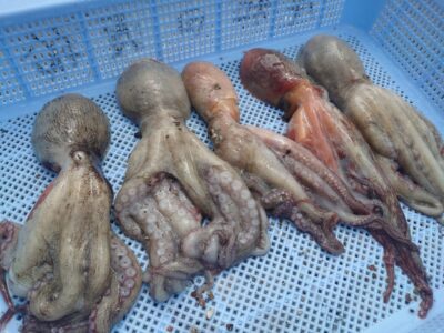<p>高見様　旧一文字カーブ〜白灯　タコエギで新子タコ🐙</p>